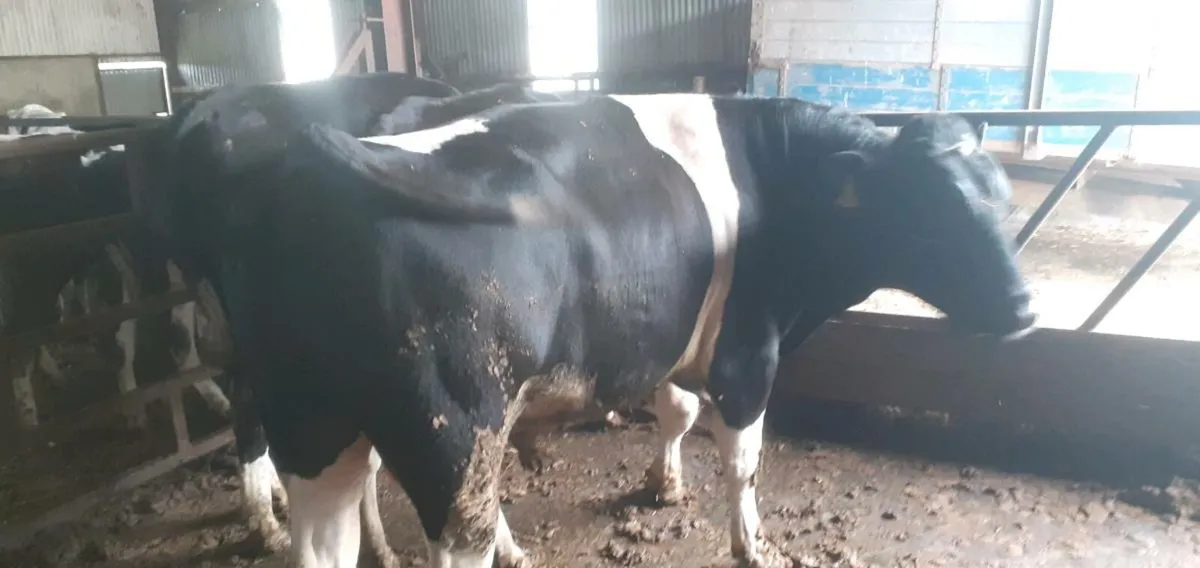 Bull - Image 3