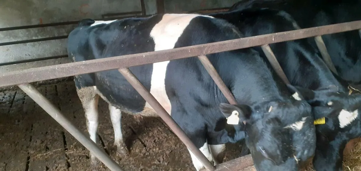 Bull - Image 4