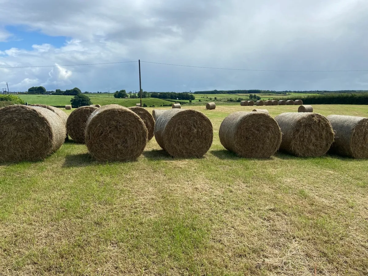 Round Bales & Square Bales of Hay For Sale - Image 4