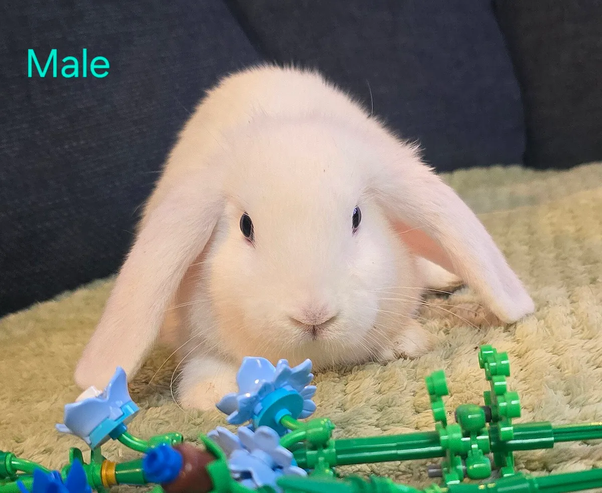 Lion Lop Cross - Image 3