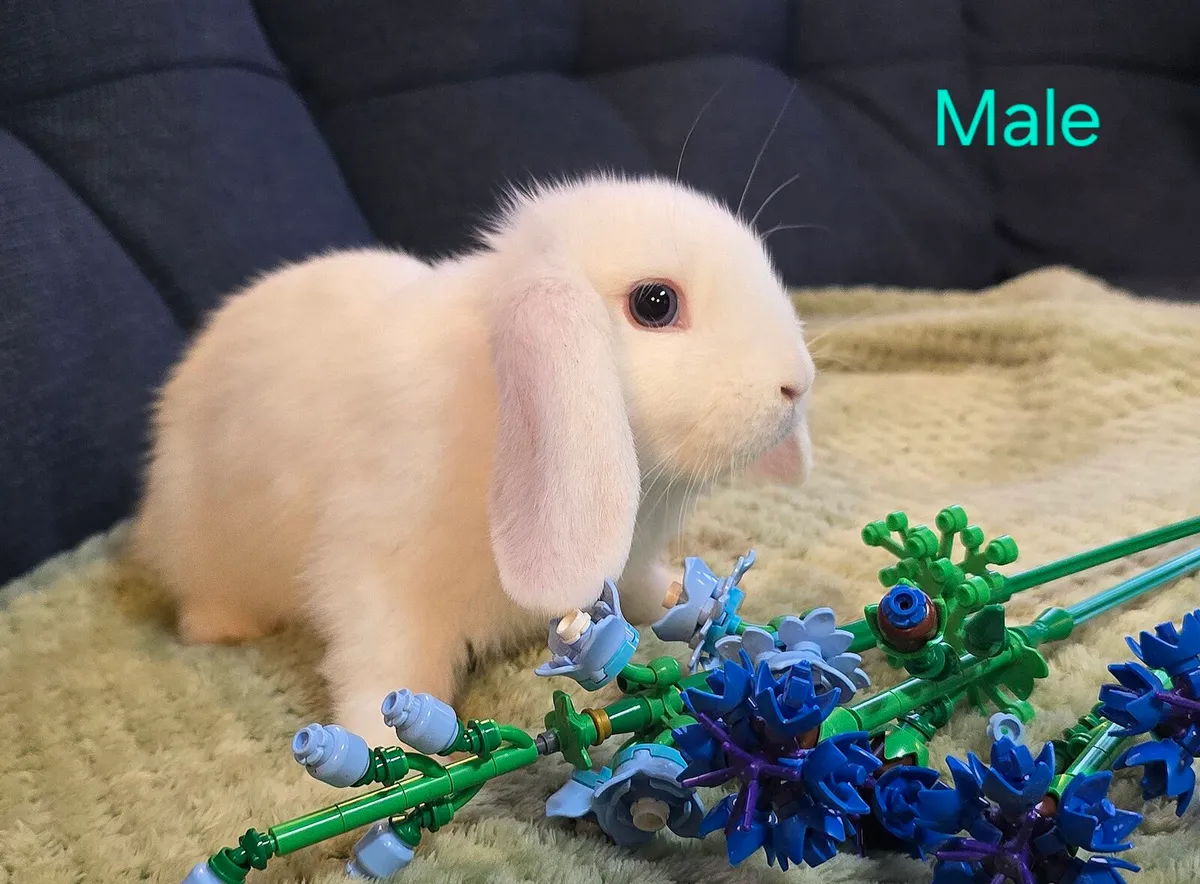 Lion Lop Cross - Image 4