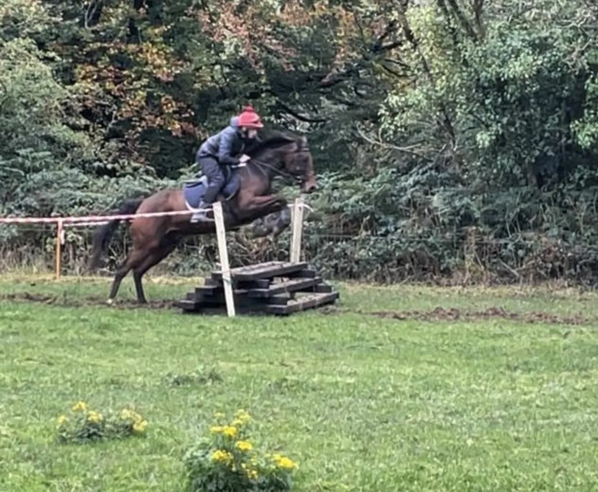 All Rounder Pony - Image 2