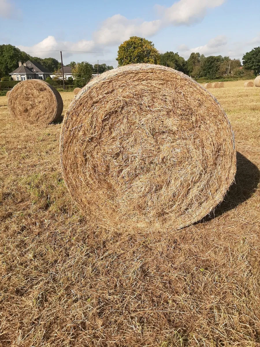 Hay - Image 1