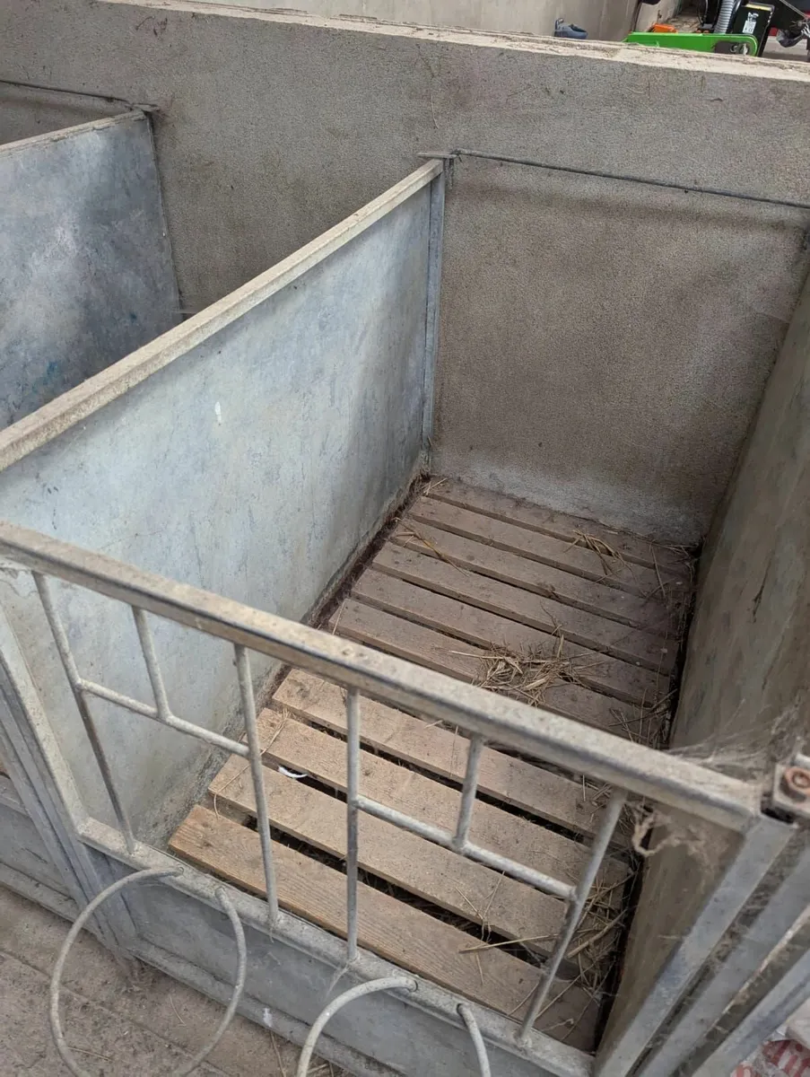 Calf pens - 20 available - Image 2