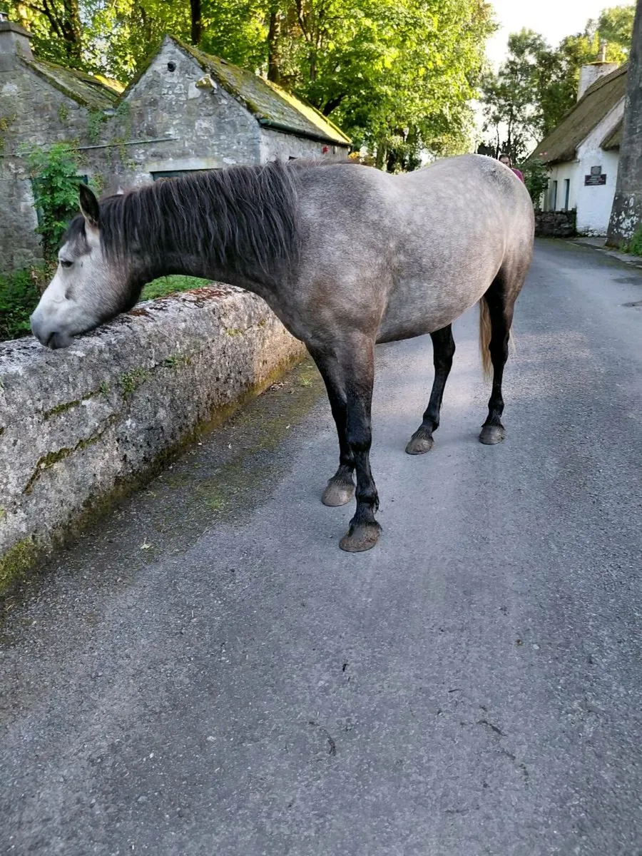 4 yarr old conemara geilding - Image 2