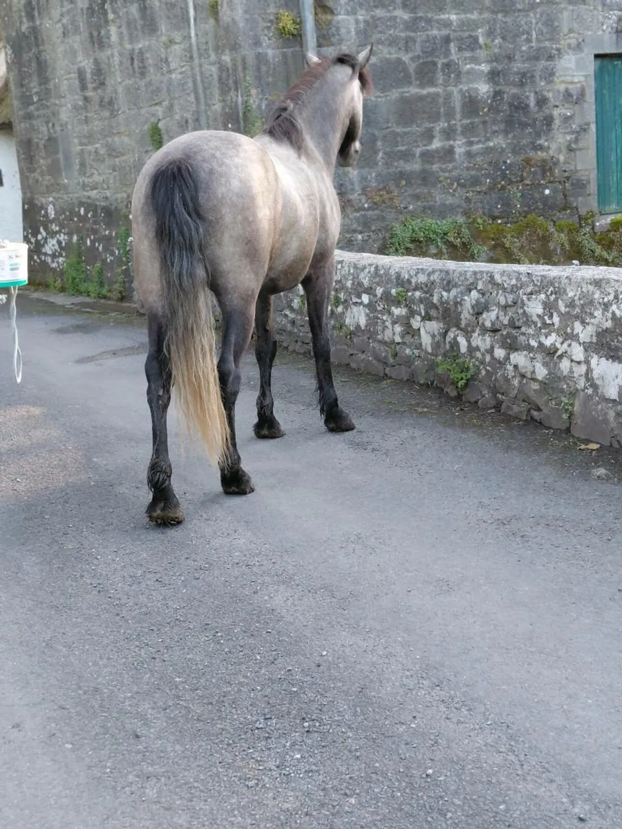 4 yarr old conemara geilding - Image 4