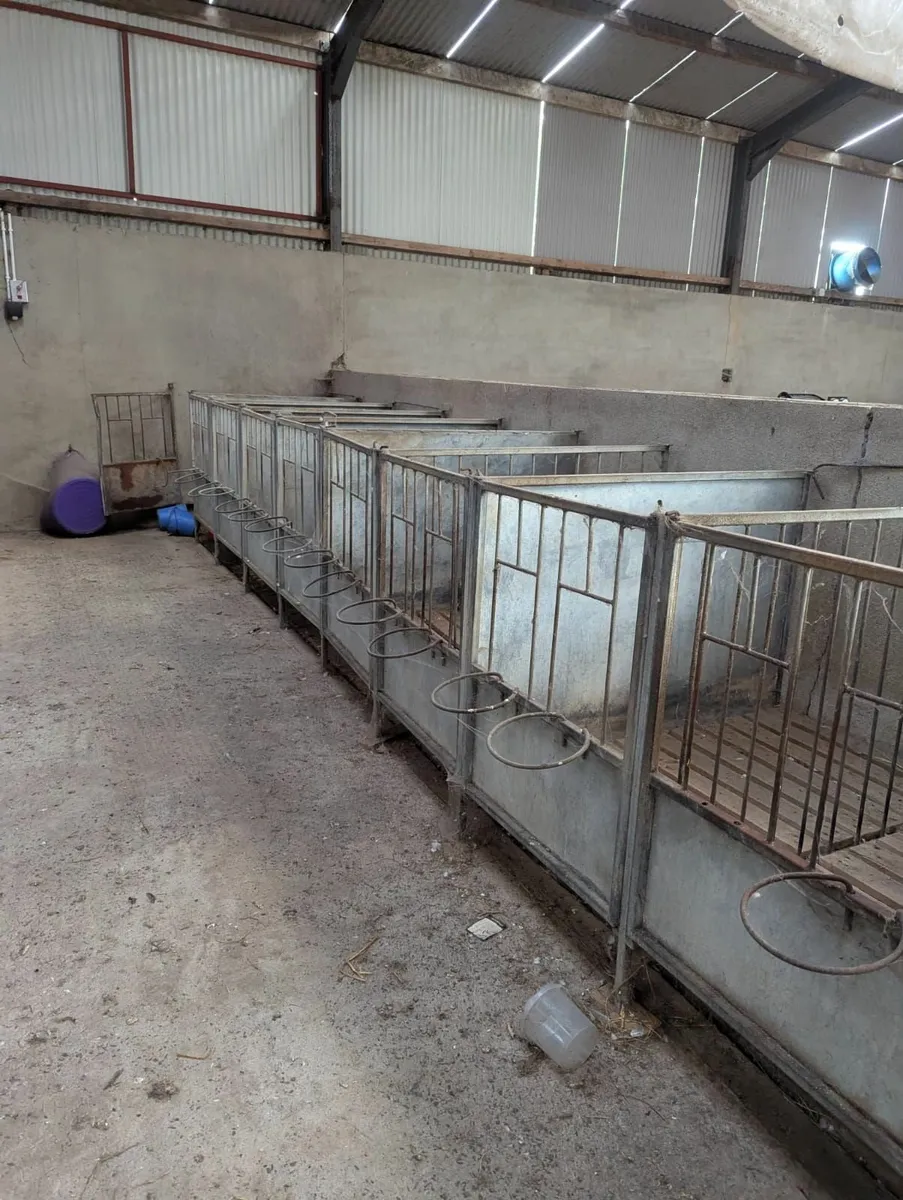 Calf pens - 20 available - Image 1