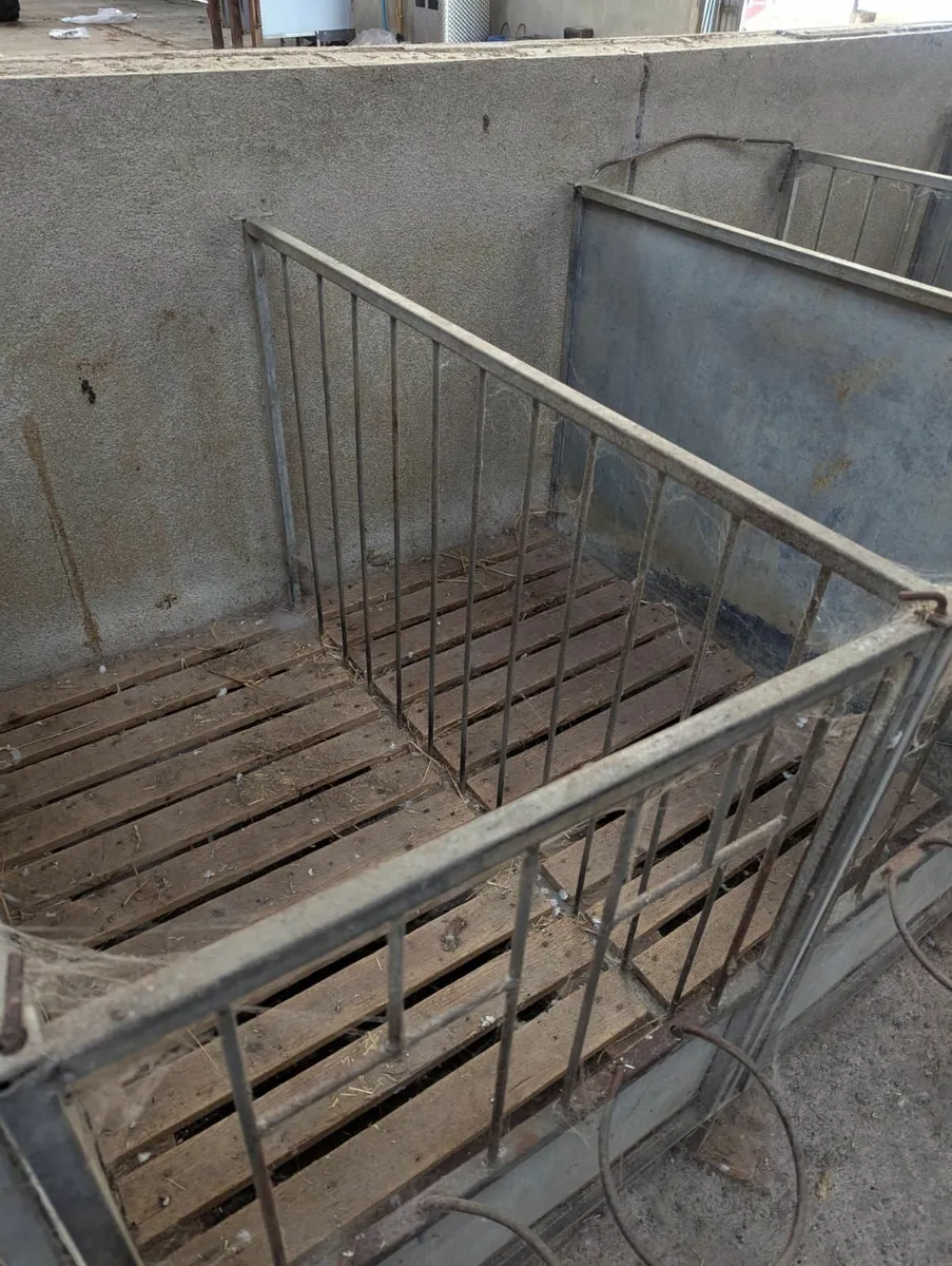 Calf pens - 20 available - Image 3