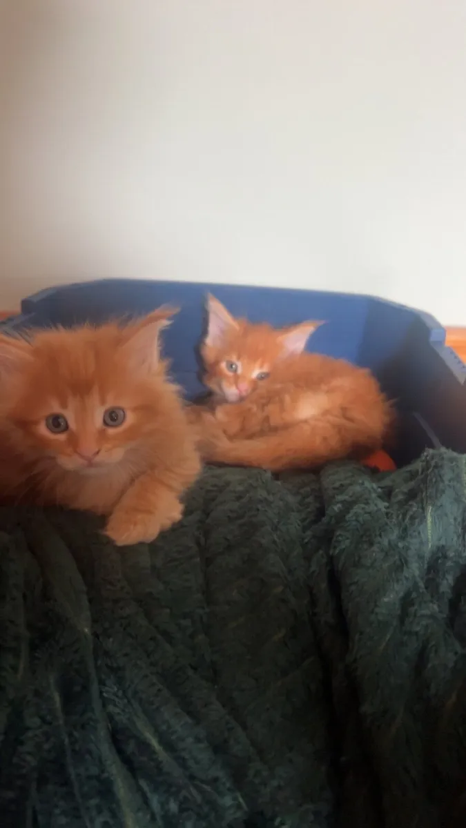 Maine Coon Kittens - Image 1