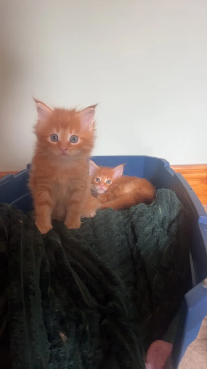 Maine Coon Kittens - Image 2