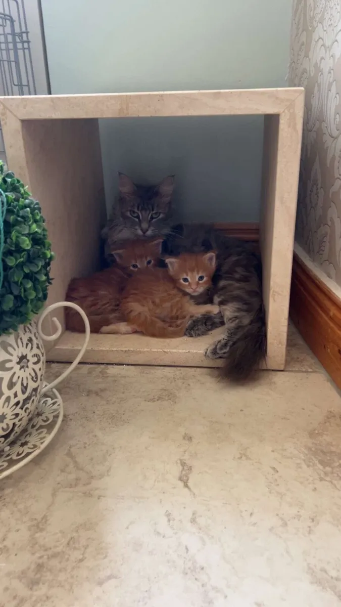 Maine Coon Kittens - Image 3