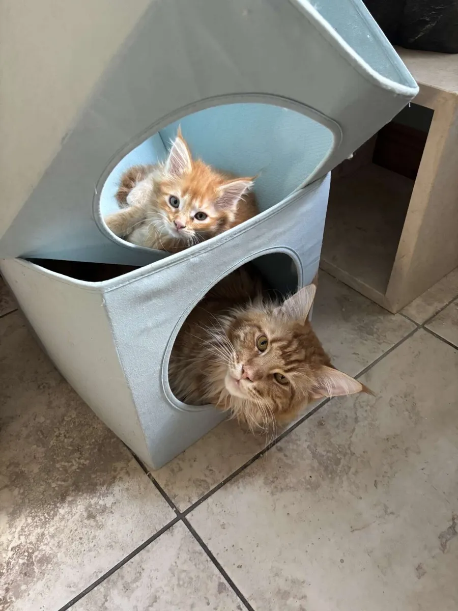 Maine Coon Kittens - Image 4