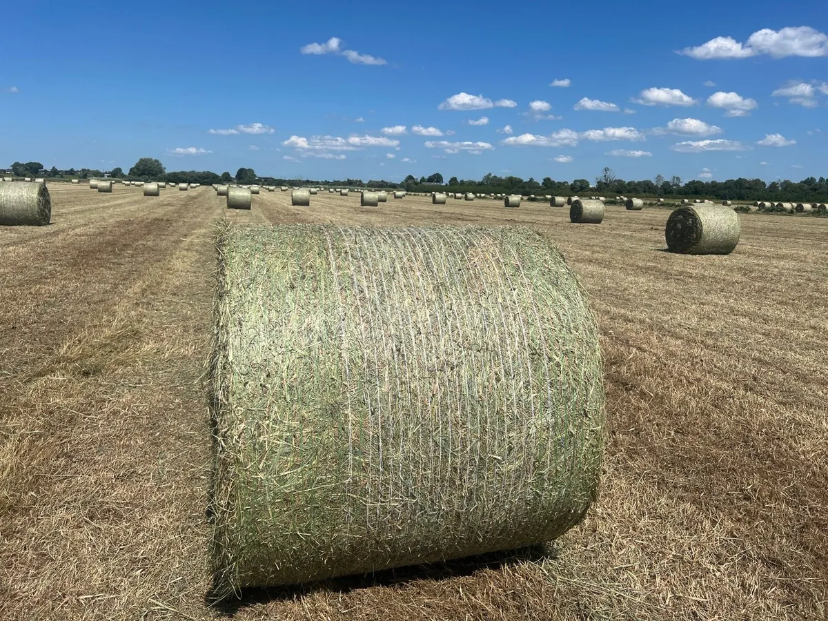 Hay - Image 1