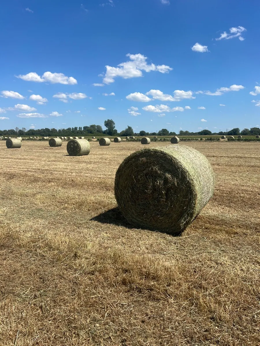 Hay - Image 2