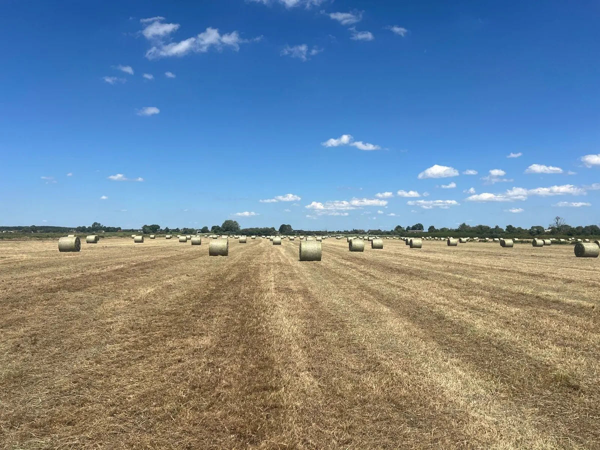 Hay - Image 4