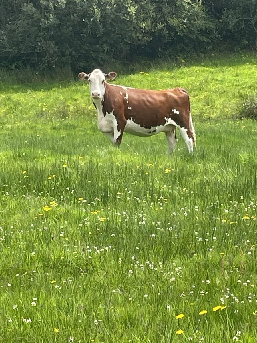 Super herford Incalf cow second calfer very quiet - Image 3