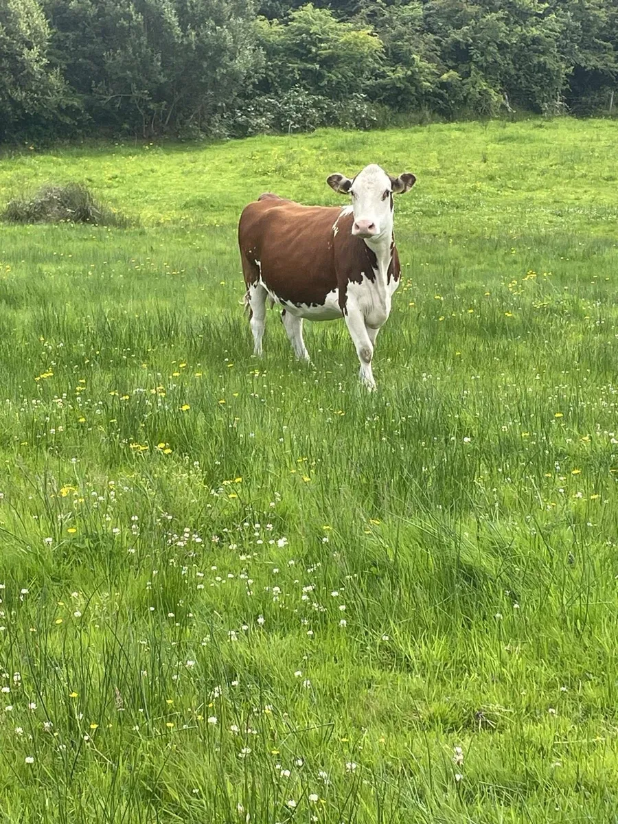 Super herford Incalf cow second calfer very quiet - Image 1