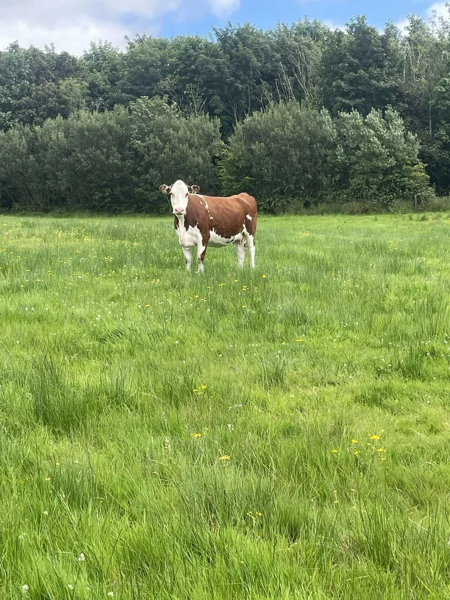 Super herford Incalf cow second calfer very quiet - Image 4