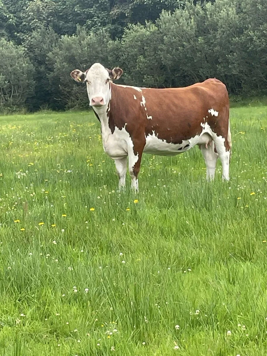 Super herford Incalf cow second calfer very quiet - Image 2