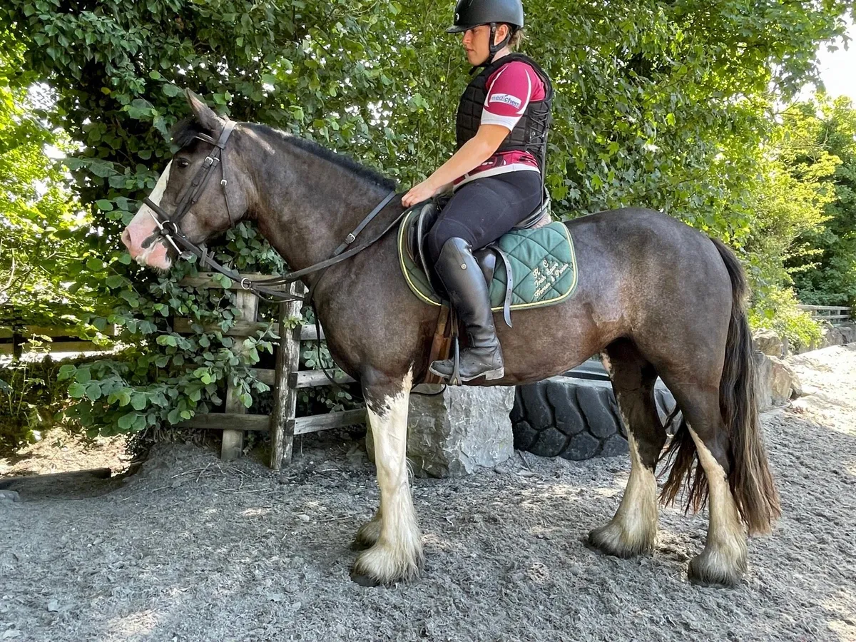 Genuine very quiet Cob - Image 1