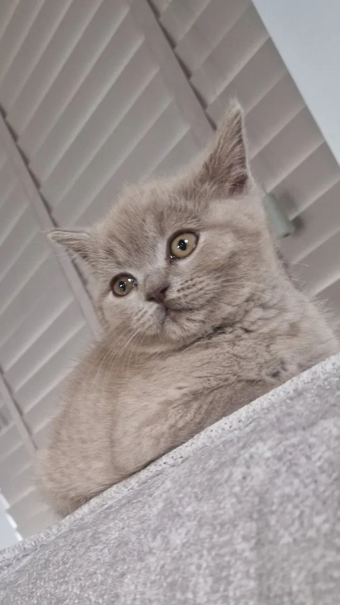 Pure British shorthair kitten - Image 2