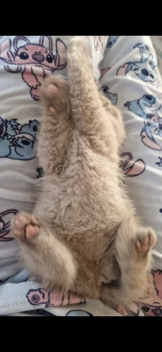 Pure British shorthair kitten - Image 3