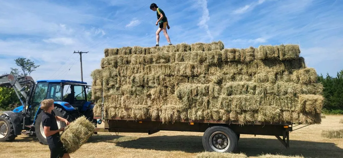 Square bales of hay - Image 1