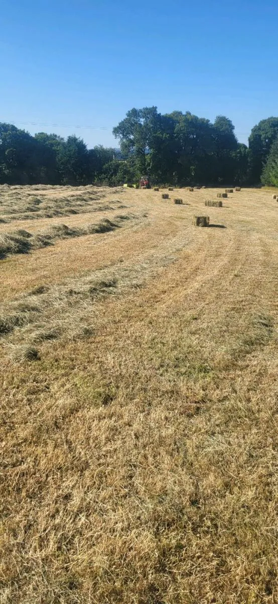 Square bales of hay - Image 2
