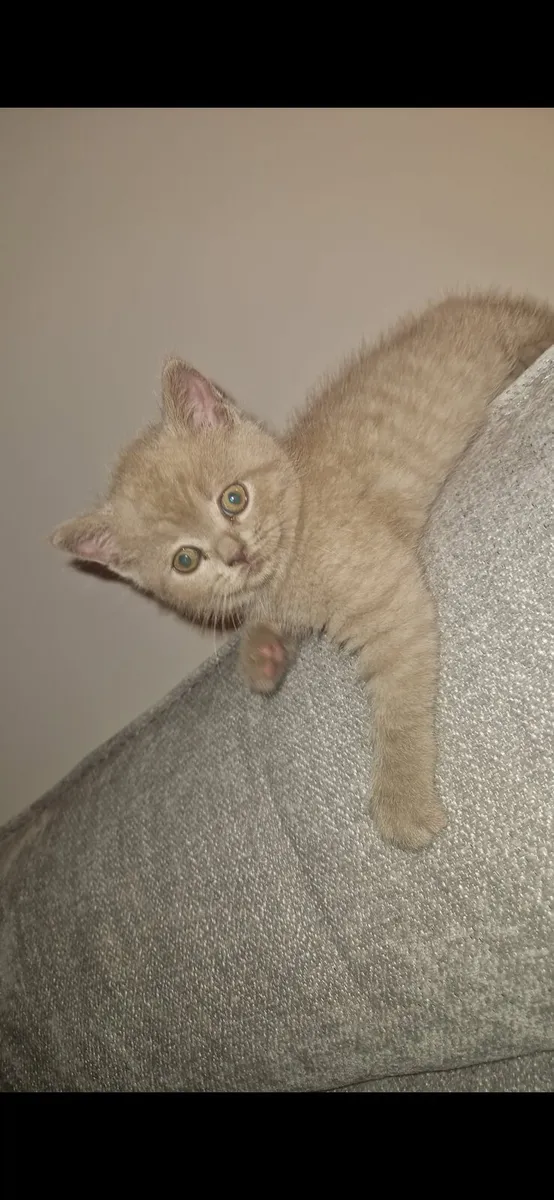Pure British shorthair kitten - Image 1