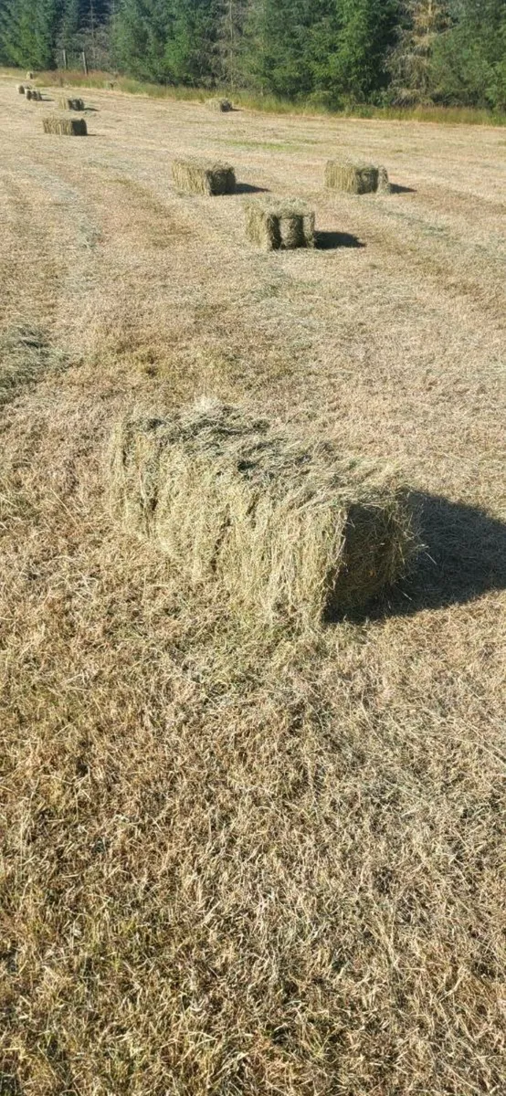 Square bales of hay - Image 3