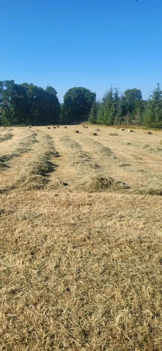 Square bales of hay - Image 4
