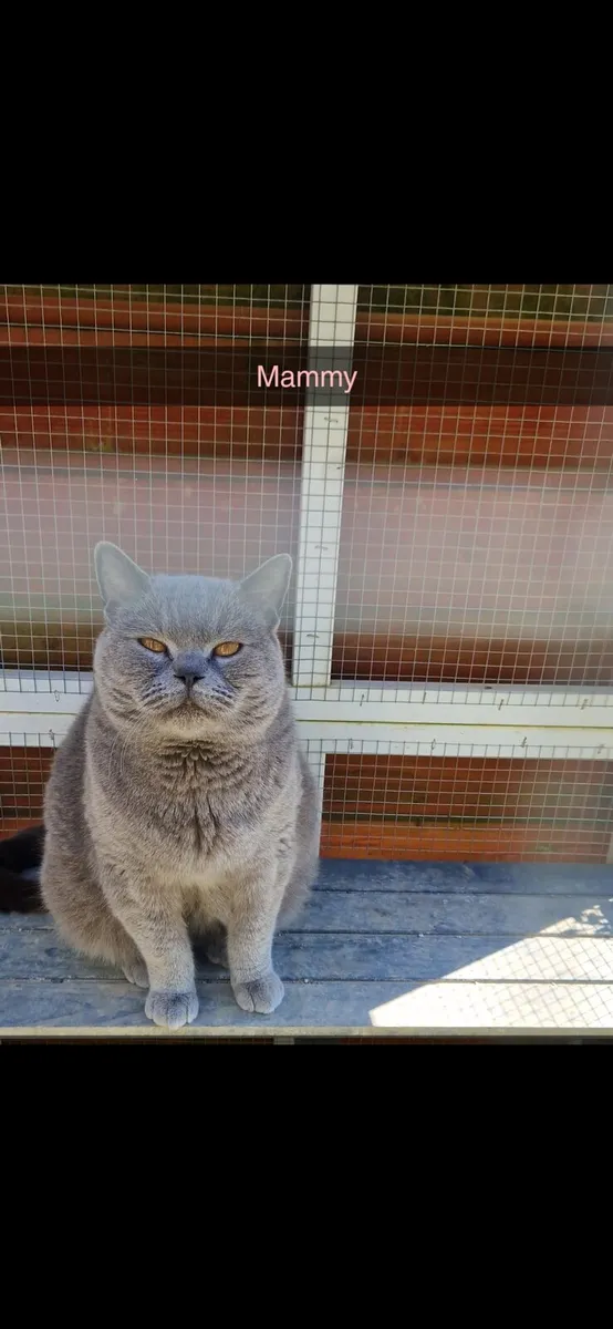 Pure British shorthair kitten - Image 4