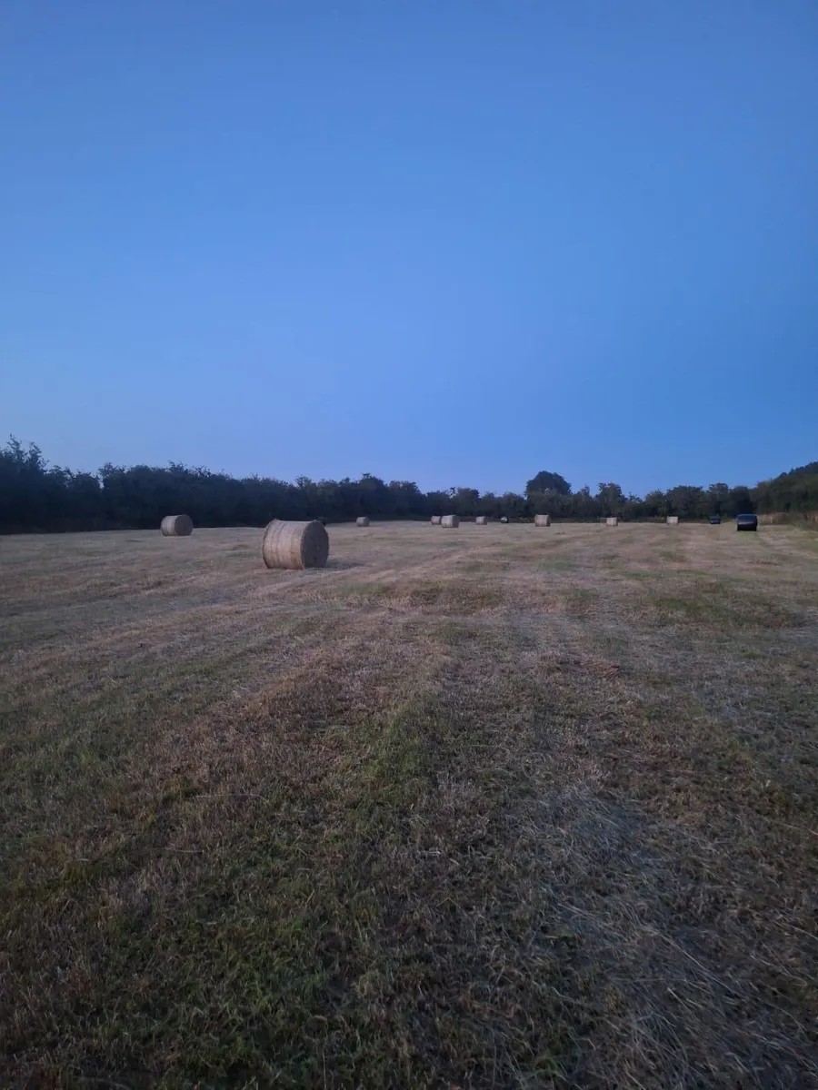 Hay - Image 1