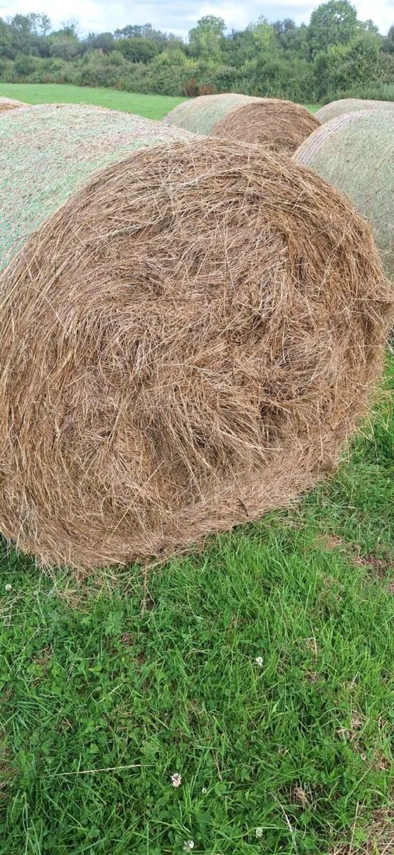Hay - Image 1