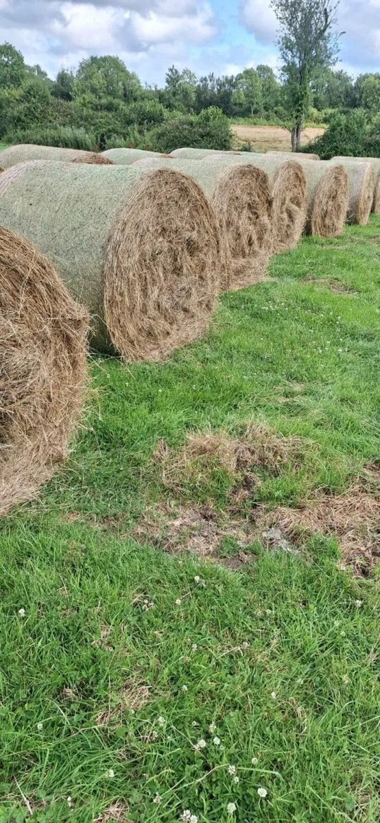 Hay - Image 3