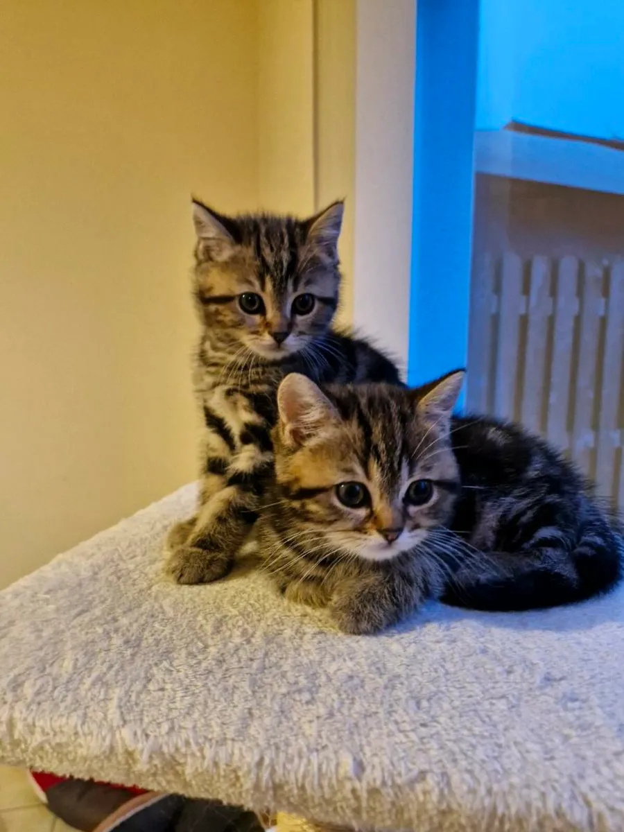 British Shorthair kittens - Image 2