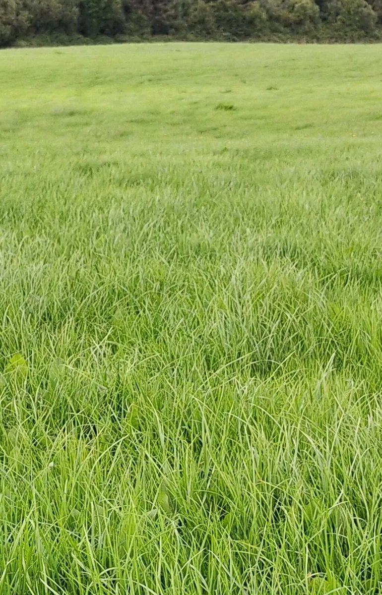 Silage - Image 1