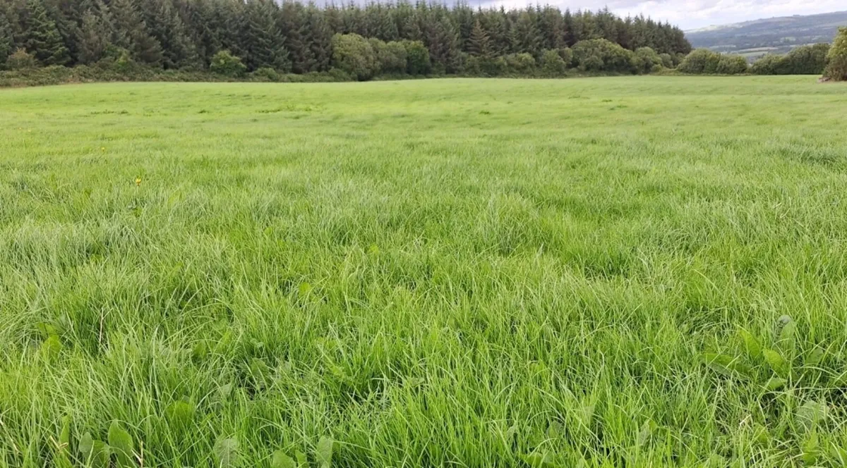 Silage - Image 2