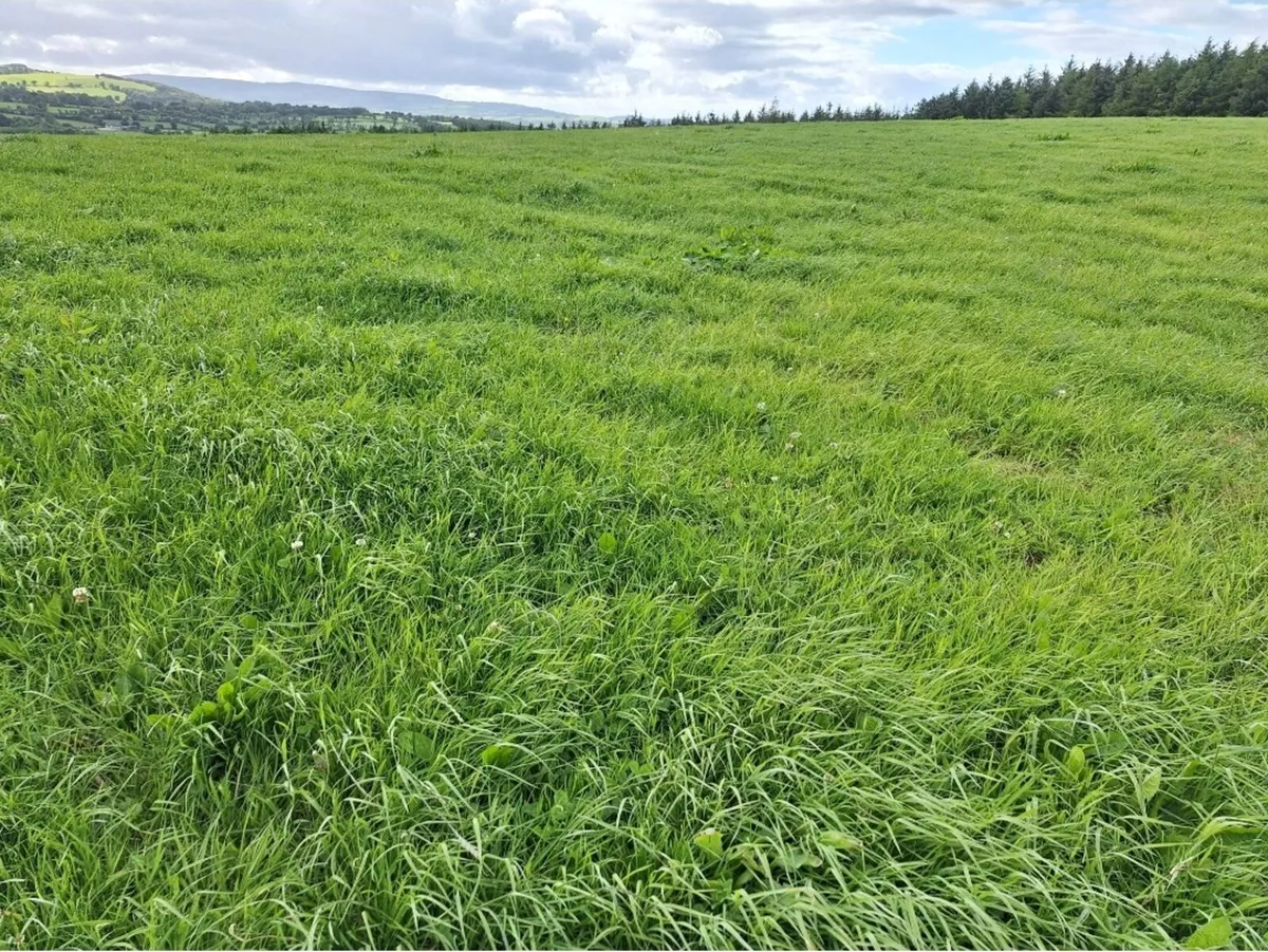 Silage - Image 3
