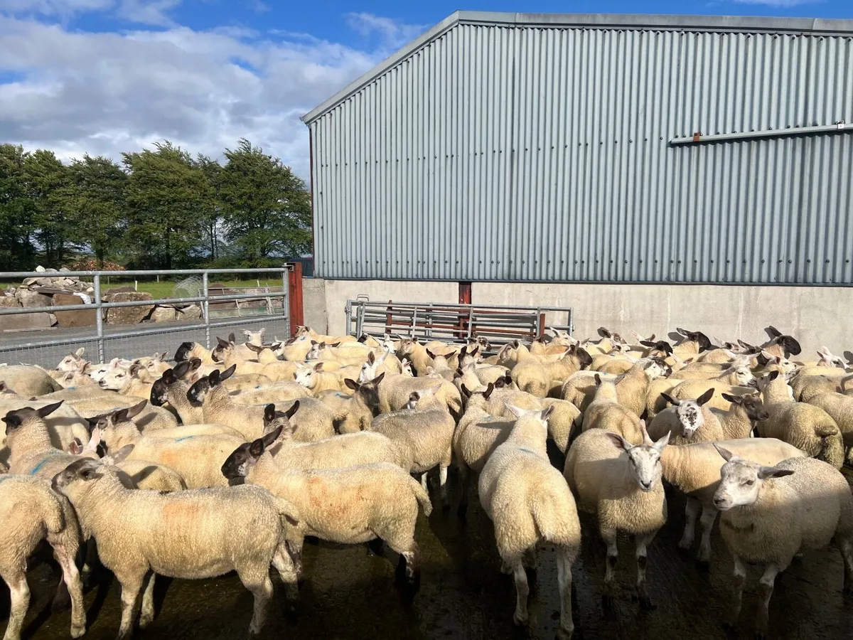 Store lambs - Image 1
