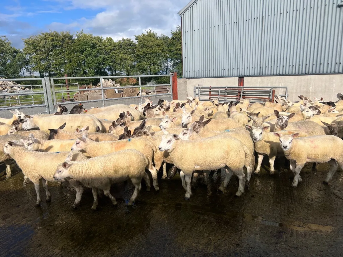 Store lambs - Image 3