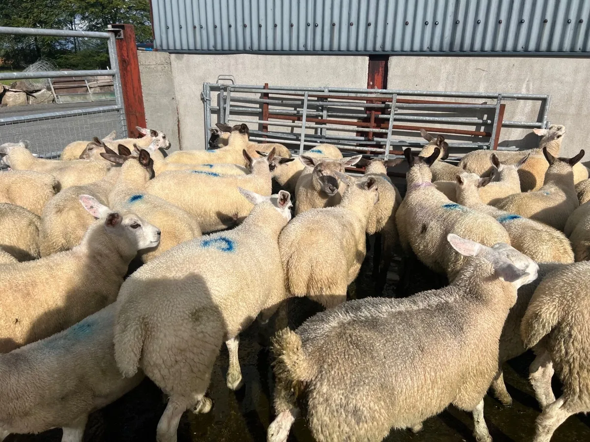 Store lambs - Image 4