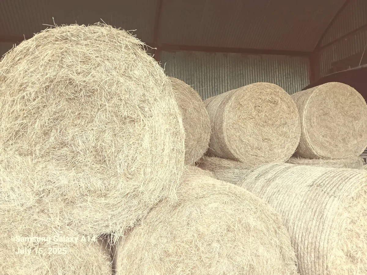 Hay - Image 1