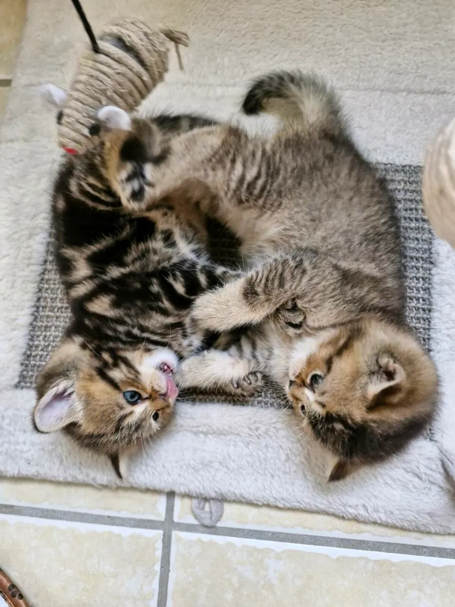 British Shorthair kittens - Image 1