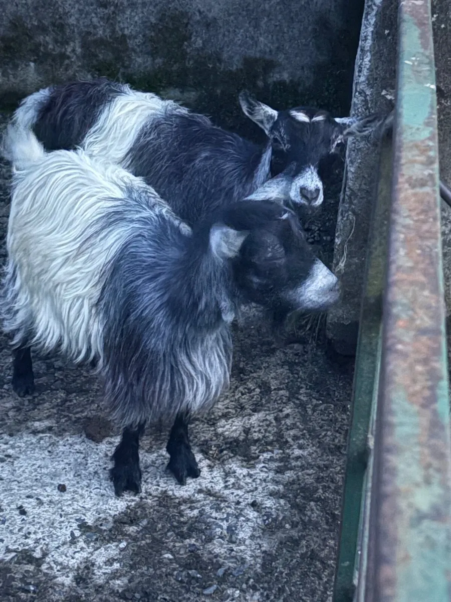 3 female pigmy’s & buck - Image 2