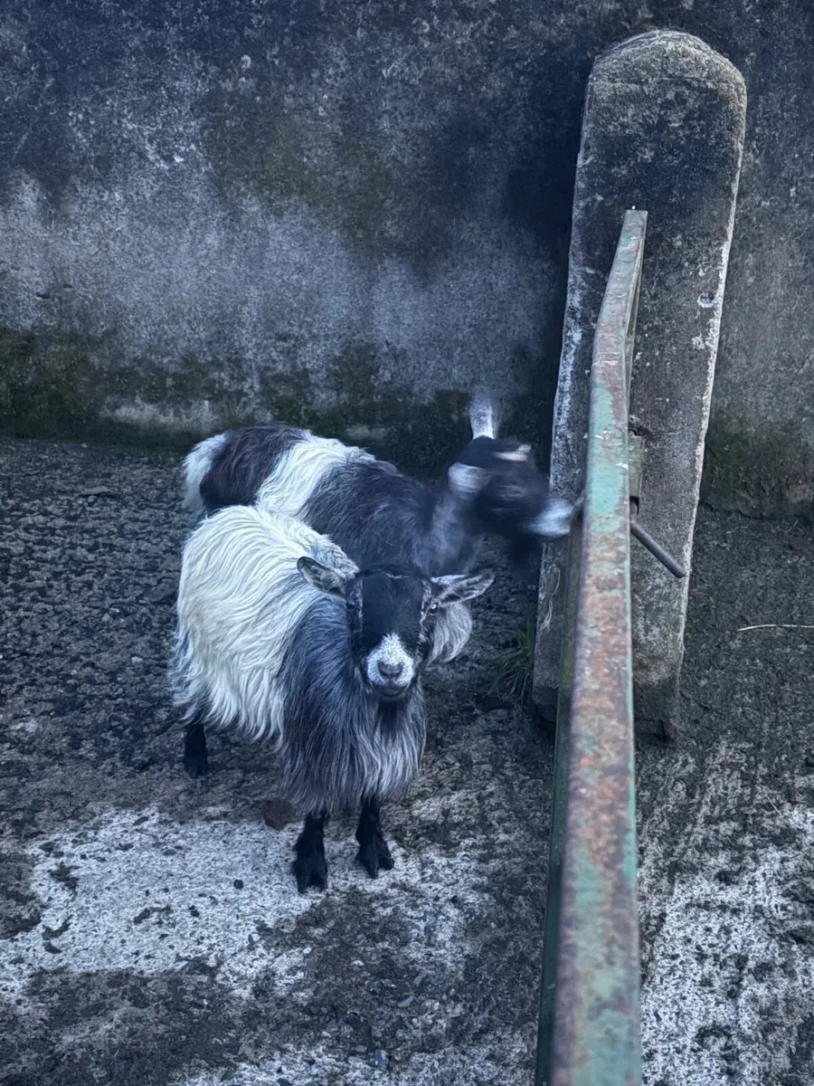 3 female pigmy’s & buck - Image 3