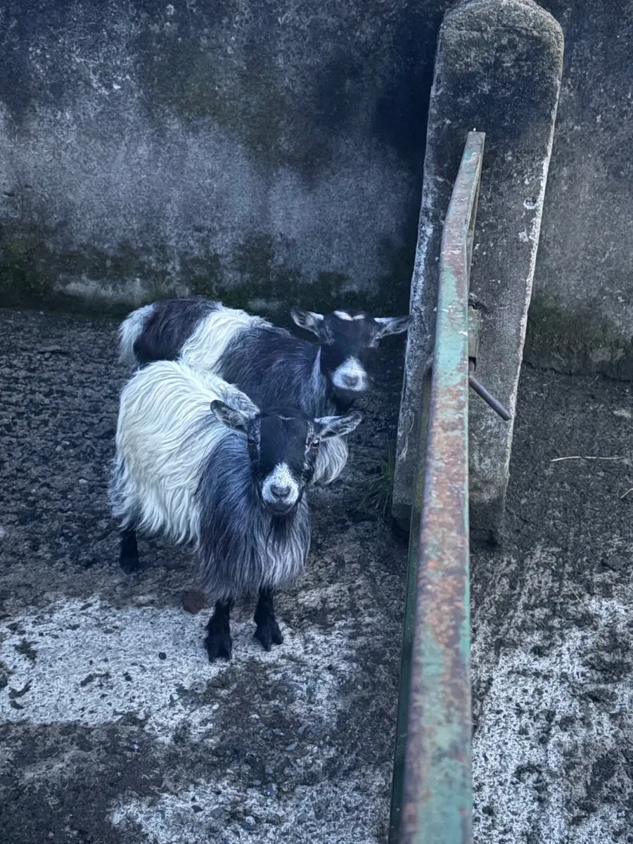 3 female pigmy’s & buck - Image 4