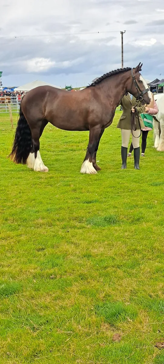 Lady ⭐️ Show Quality and Super hacking cob ⭐️ - Image 3