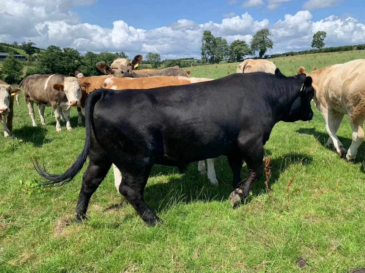 Aberdeen Angus Bull - Image 1