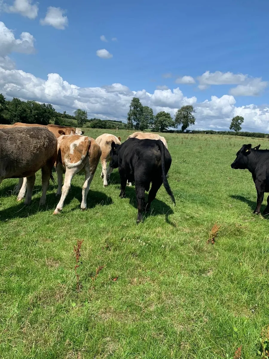 Aberdeen Angus Bull - Image 2